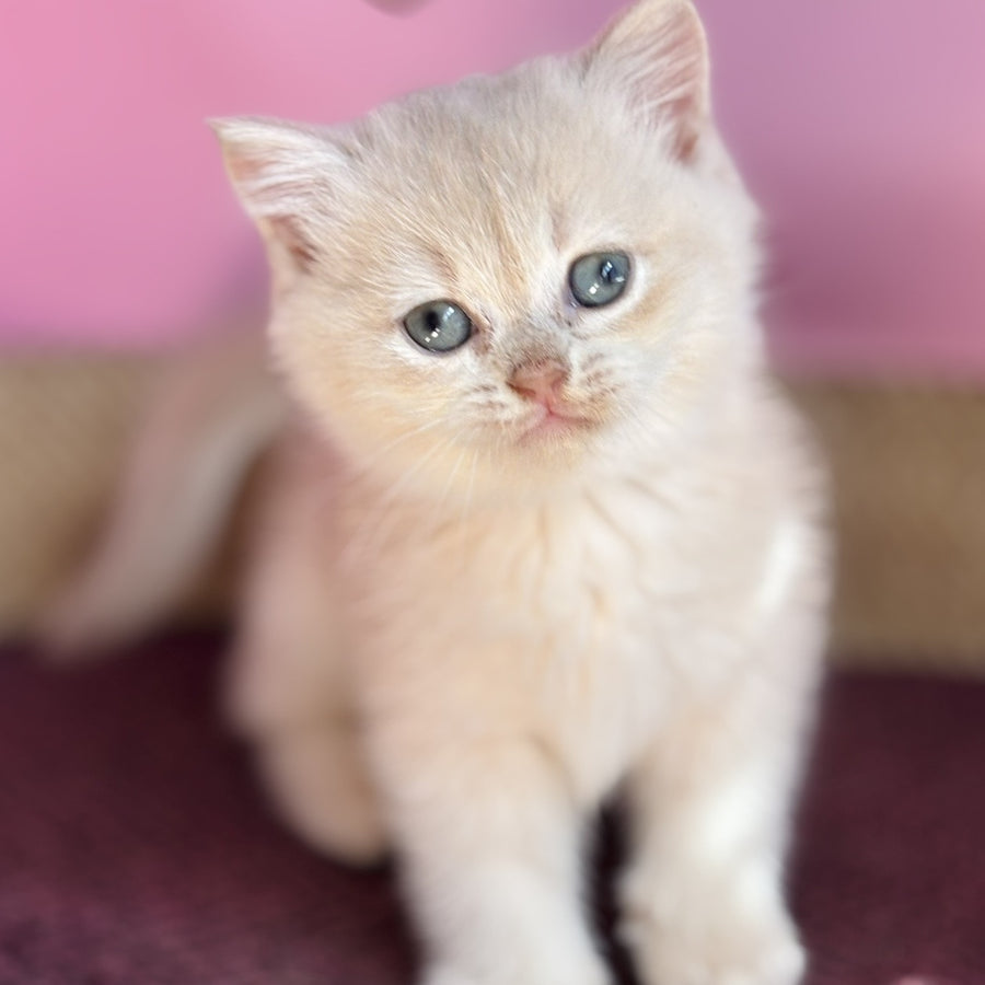 Simba British Shorthair male, lilac golden chinchilla