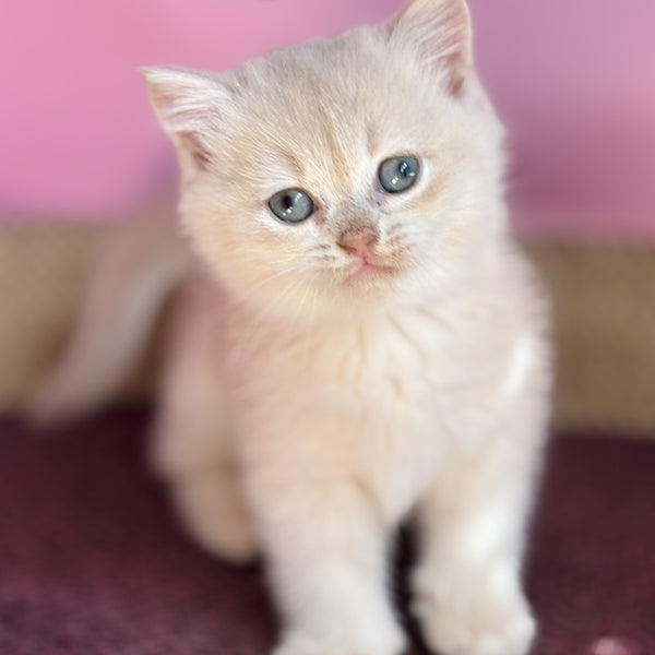 Simba British Shorthair male, lilac golden chinchilla