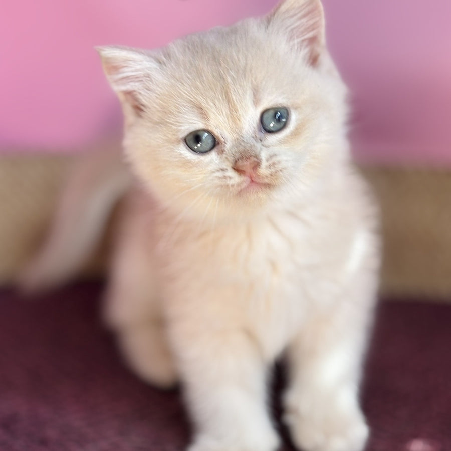 Simba British Shorthair male, lilac golden chinchilla