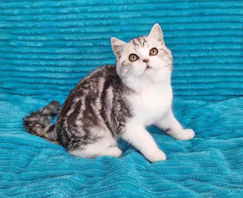Zira Scottish Straight female black silver tabby bicolour live animals
