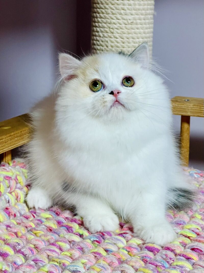 Lynda Scottish Straight female, black tortie silver harlequin tabby