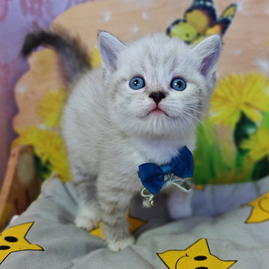 Zoran Scottish Straight male, blue spotted tabby bicolour pointed