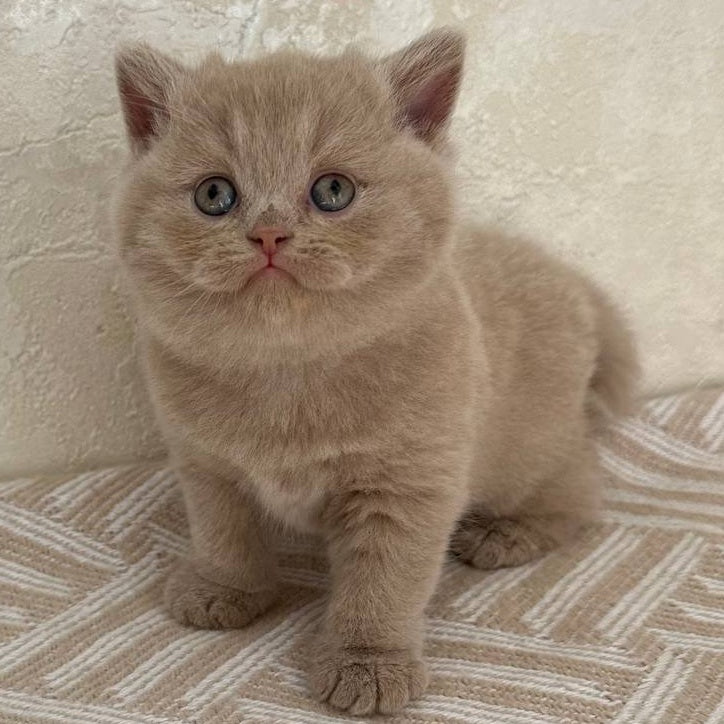 Adel British Shorthair female, fawn