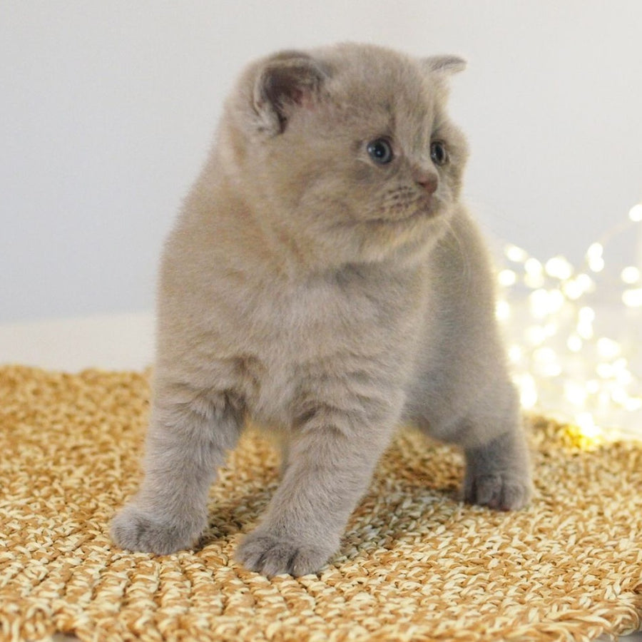 Perl British Shorthair female, lilac