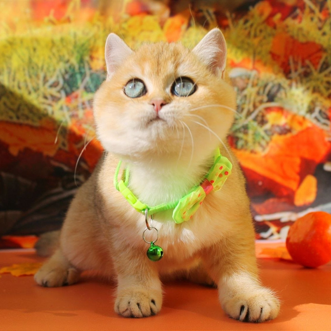Kitty British Shorthair female, black golden shaded
