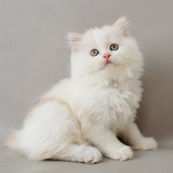 Wasilisa Scottish Straight female, red silver tabby van