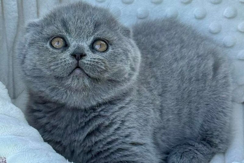 Tokyo Scottish Fold male, blue