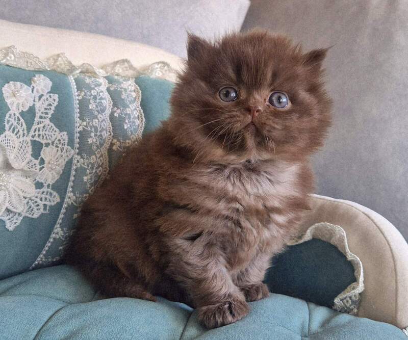 Baron British Longhair male chocolate - live animals