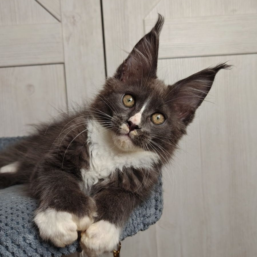 Amur Maine Coon polydactyl 7x7x6x6 male, blue bicolour