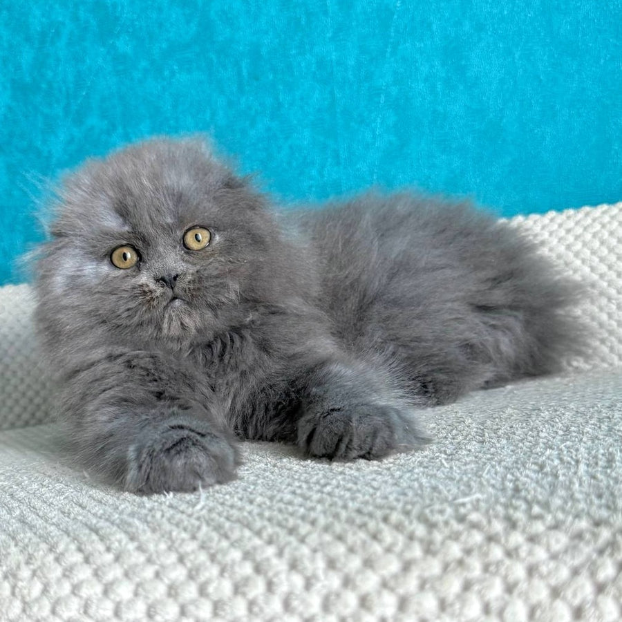 Kasper Scottish Fold male, blue