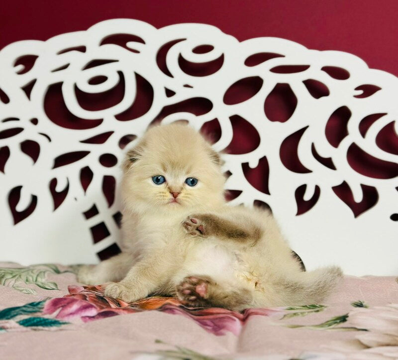 Xtreme Scottish Fold male chocolate pointed bicolour - live animals