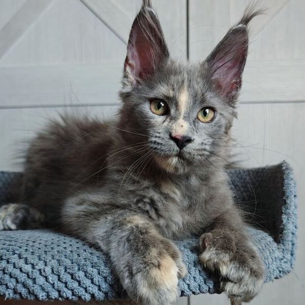 Buttercup Maine Coon polydactyl 5x6x6x6 female, blue tortie