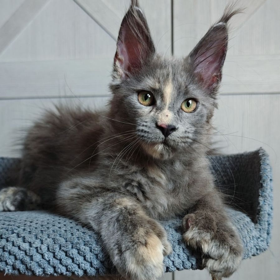 Buttercup Maine Coon polydactyl 5x6x6x6 female, blue tortie