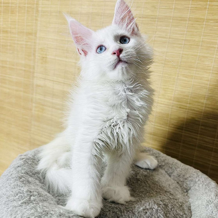 Melissa Maine Coon female, white