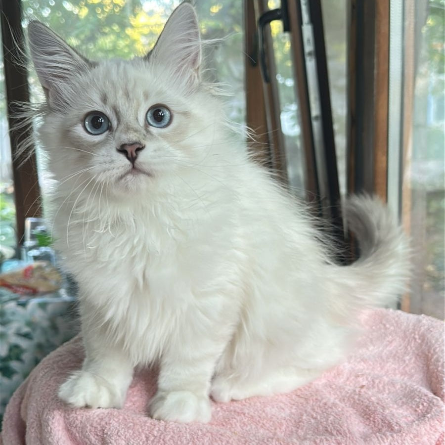Walentine Siberian male, blue tabby pointed with white