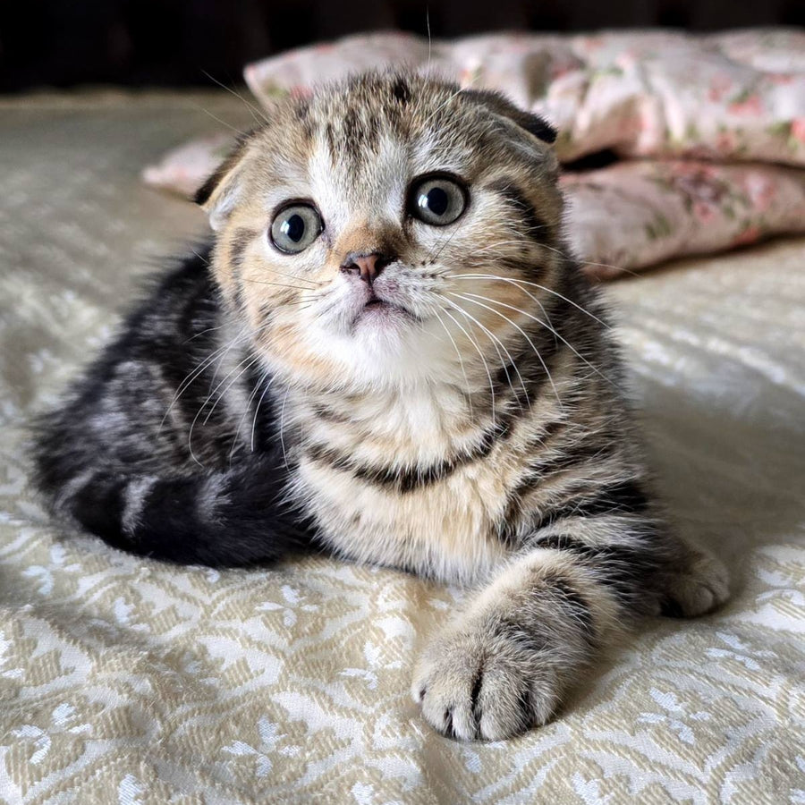 Djuliet Scottish Fold female, black tabby