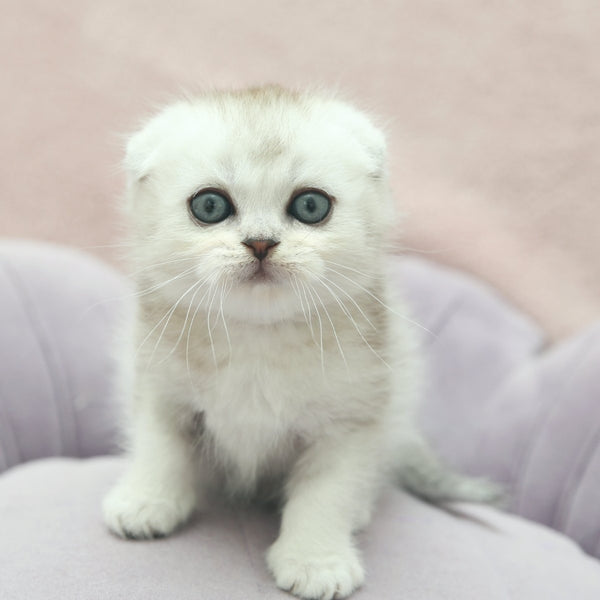 Jeet Scottish Fold male, black silver shaded