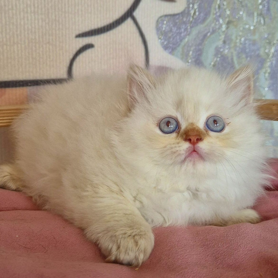 Diana British Longhair female, chocolate golden shaded pointed