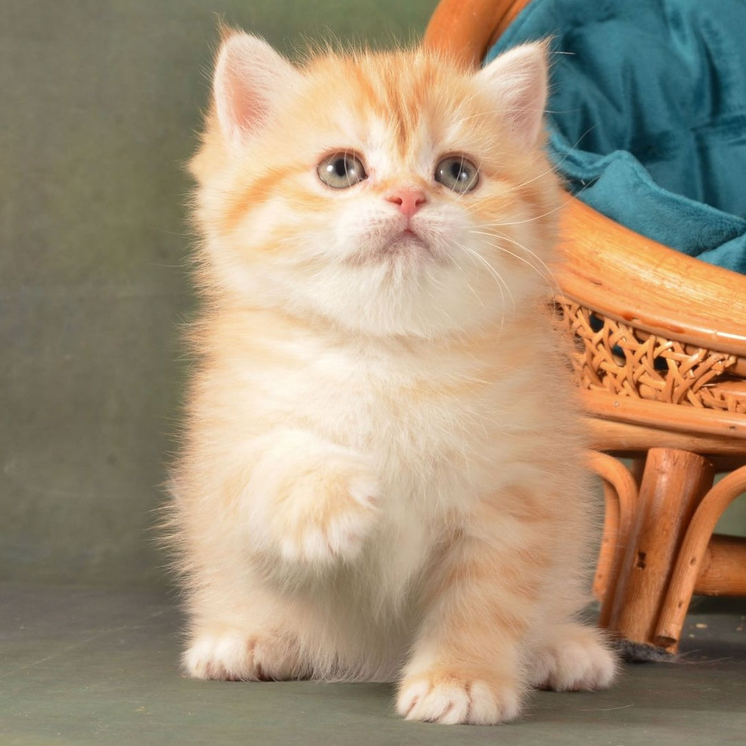 Ponochka British Shorthair female, cinnamon golden chinchilla