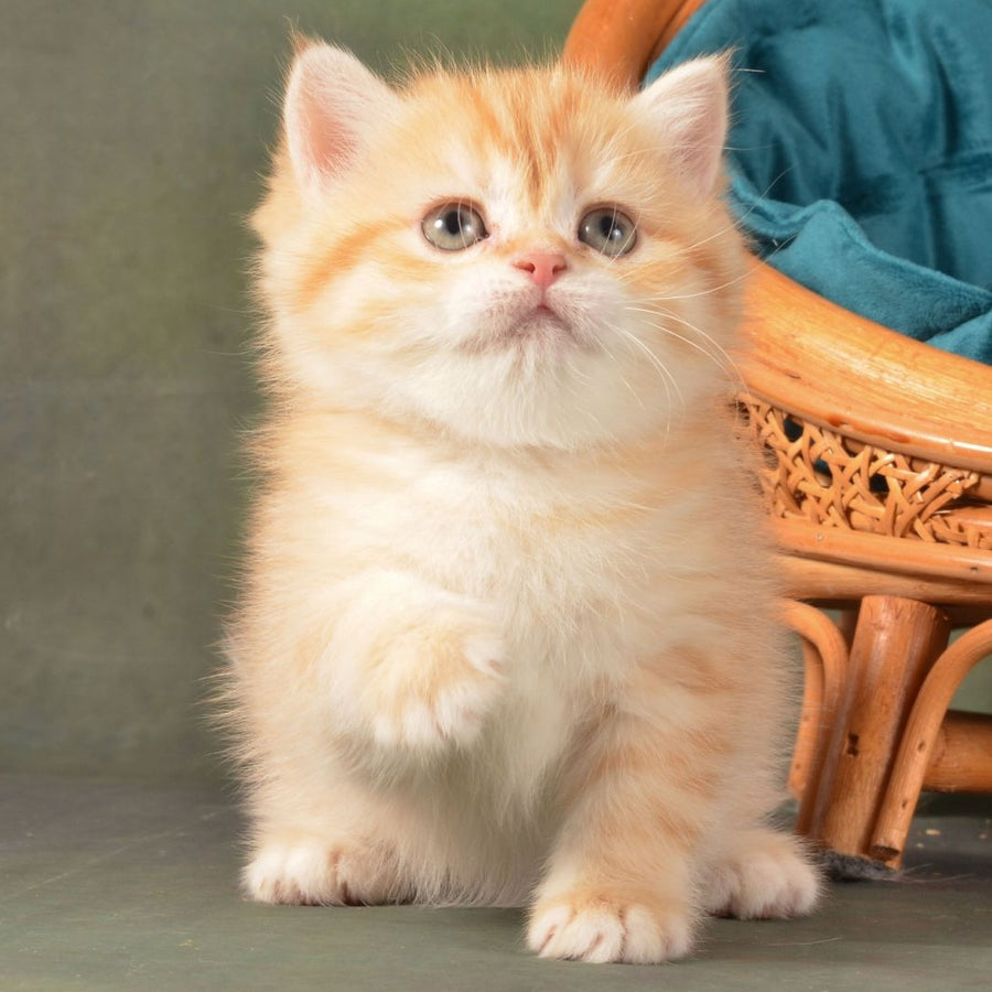 Ponochka British Shorthair female, cinnamon golden chinchilla