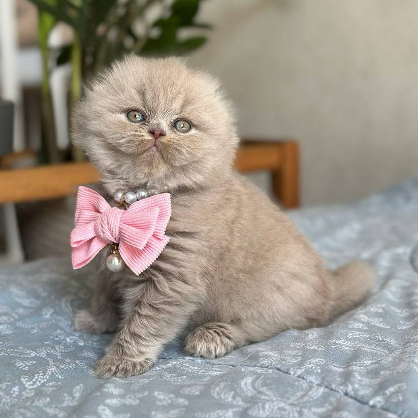 Lava Scottish Fold female, lilac