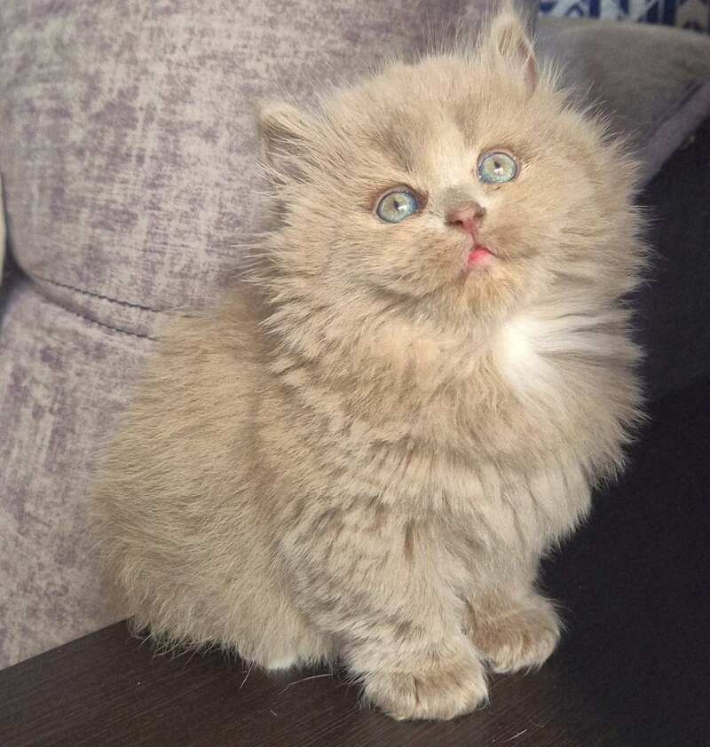 Jina British Longhair male, fawn