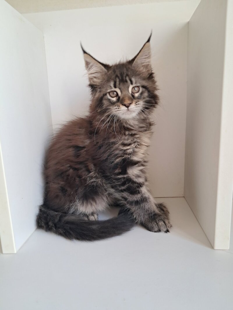 X-Adel Maine Coon female, black tabby