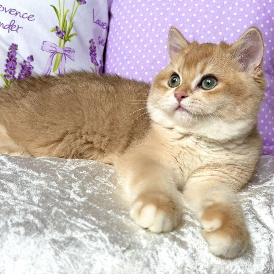 Billy British Shorthair male, black golden chinchilla