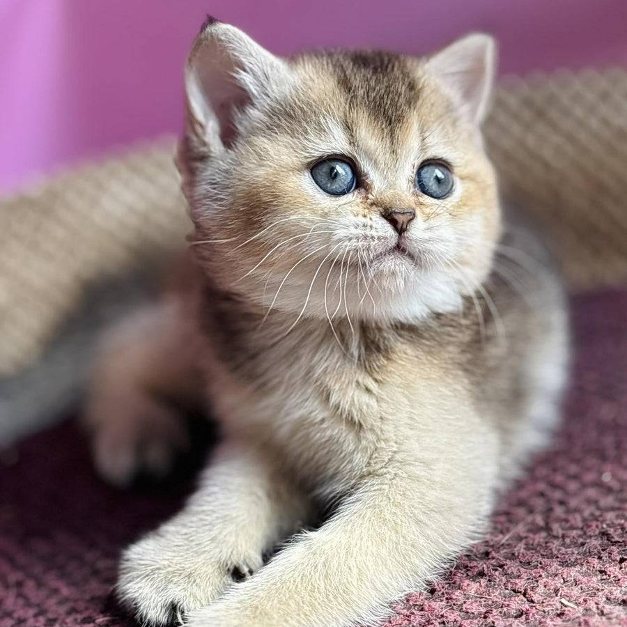 Sisi British Shorthair male, black golden ticked tabby
