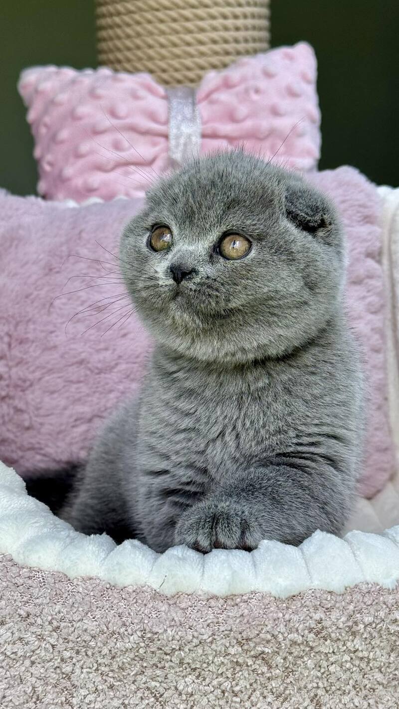Trixie Scottish Fold female, blue