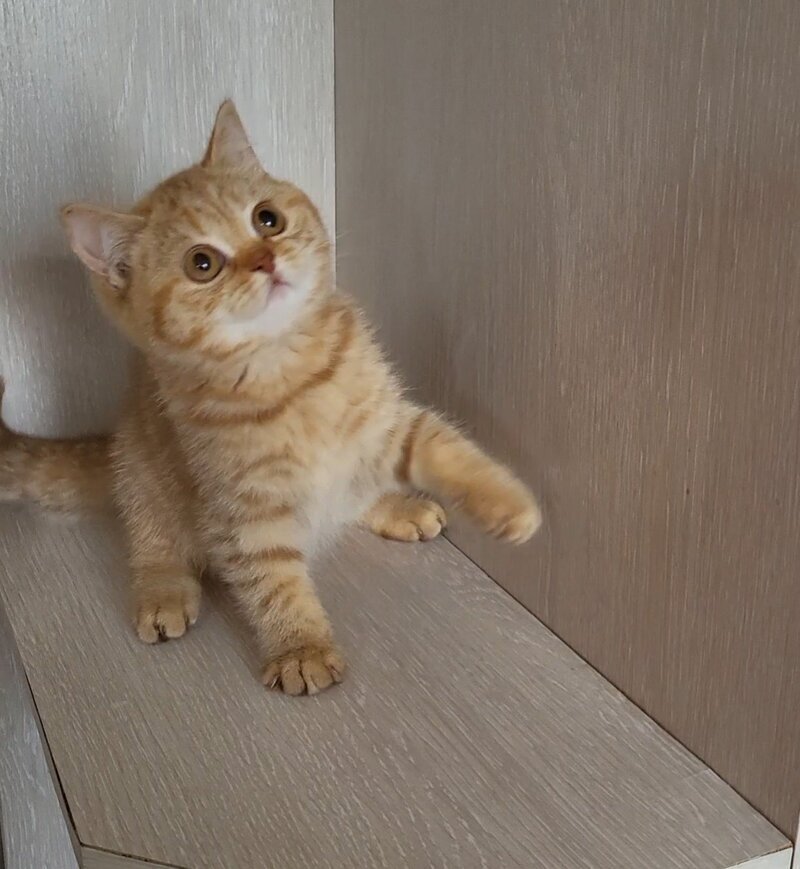 Alina British Shorthair female cinnamon - live animals