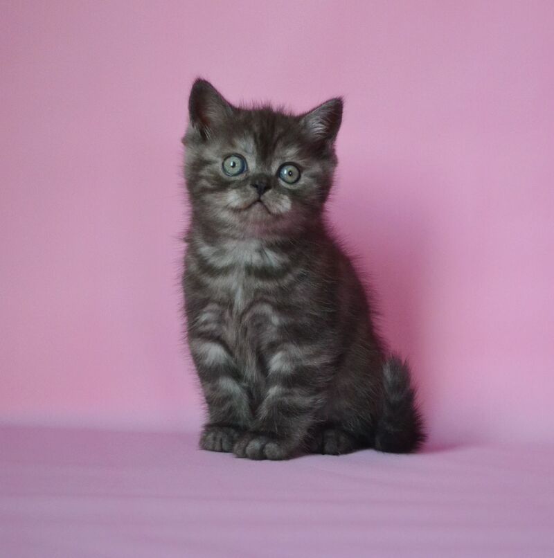 Marvel Scottish Straight male, black silver