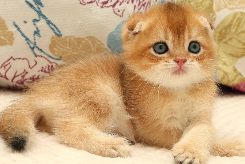 Zhan Scottish Fold male, black golden shaded