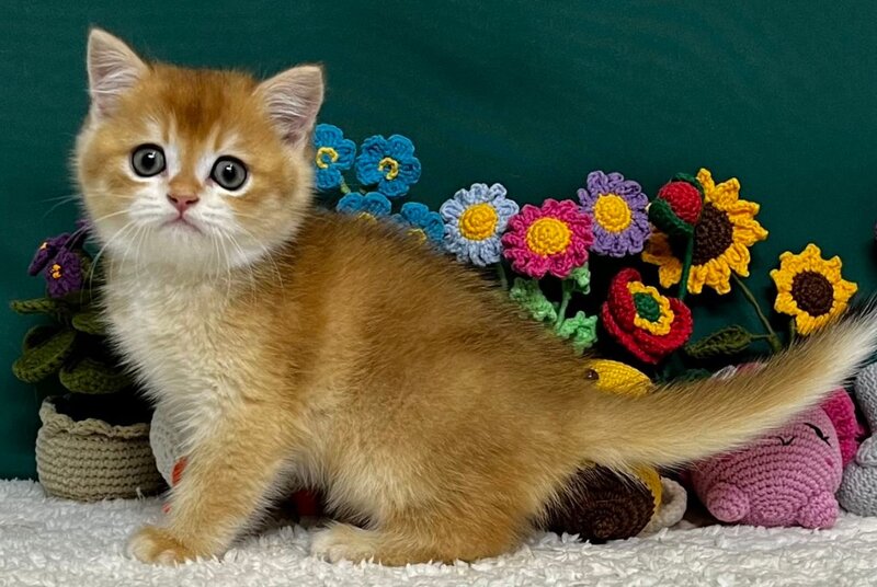 Apollon Scottish Fold male, black golden chinchilla