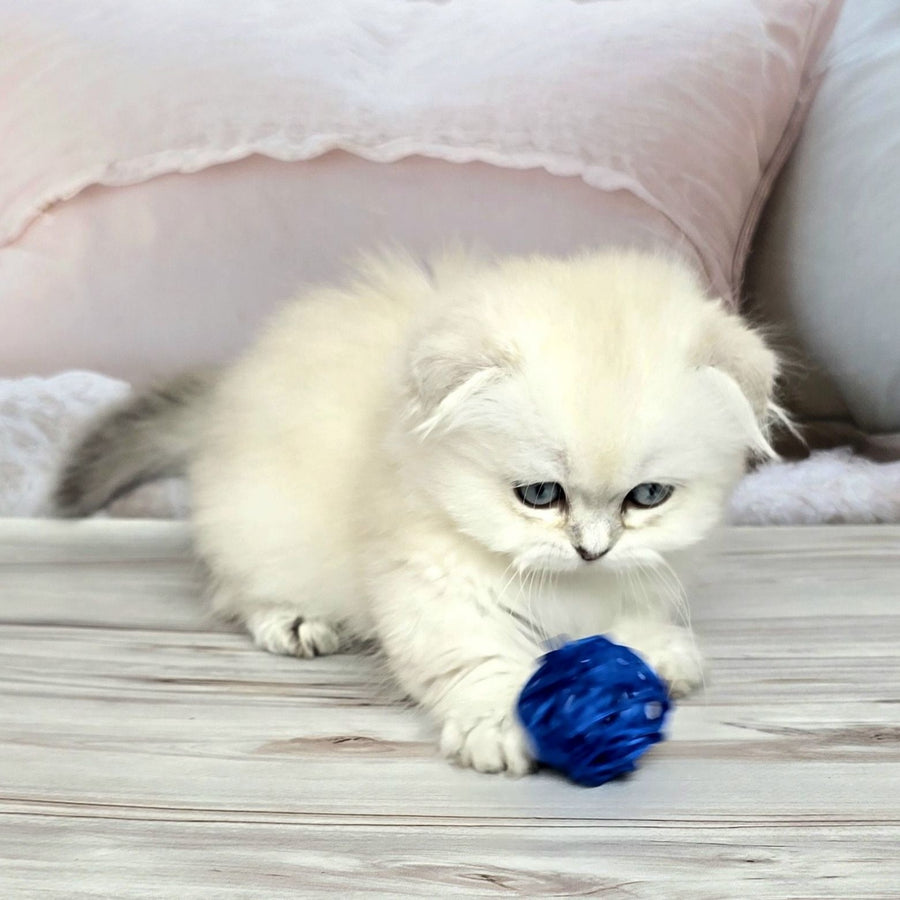 Sapphire Munchkin female, black silver shaded pointed
