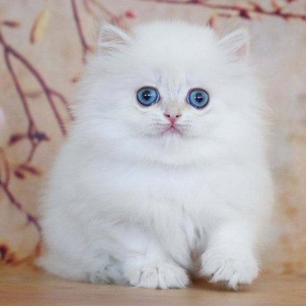 Yolanda British Longhair female, black golden shaded pointed