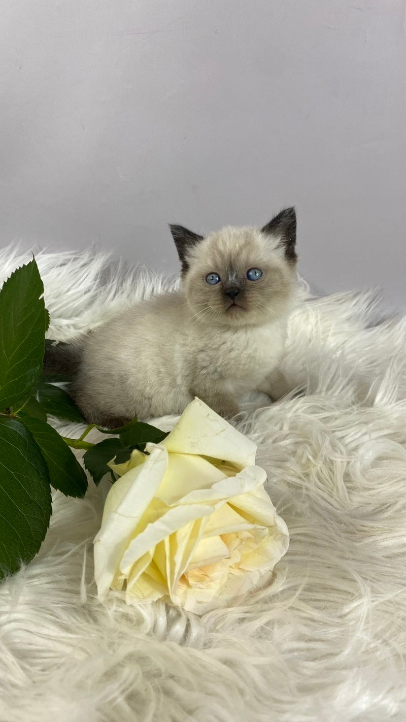 Dolce Vita Scottish Straight female, black pointed