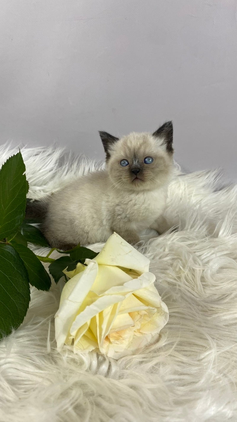 Dolce Vita Scottish Straight female black pointed - live animals