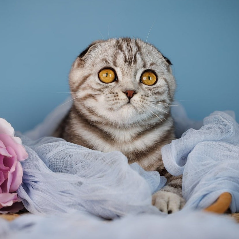 Blair Scottish Fold female, black silver tabby