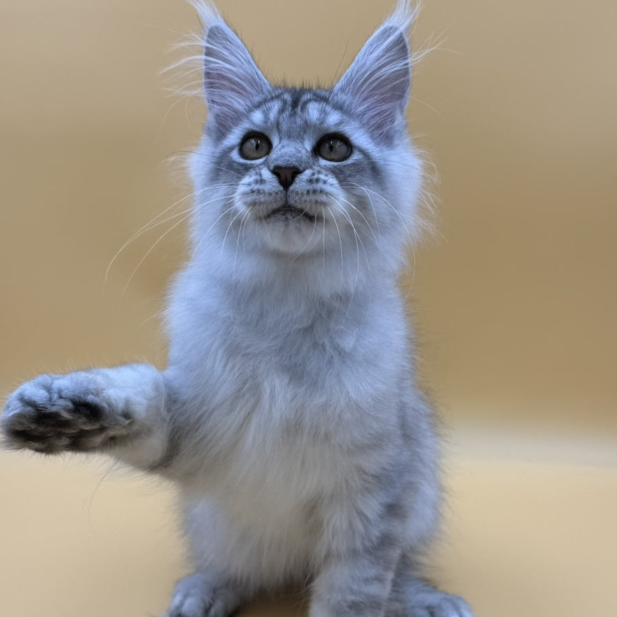 Alma's Maine Coon male, black silver spotted tabby