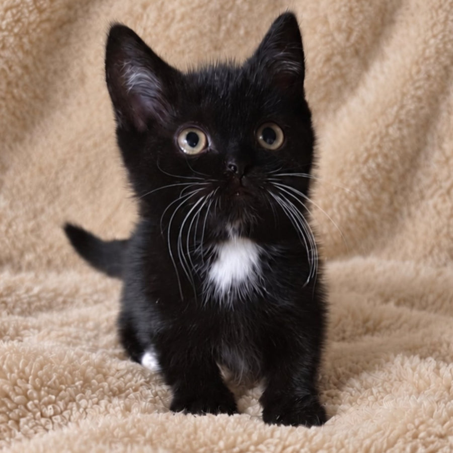 Nuar Munchkin male, black with white