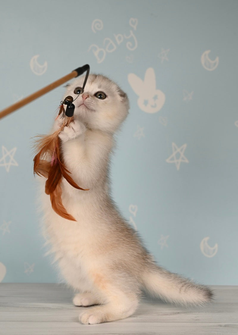Boniface Scottish Fold male, black silver shaded