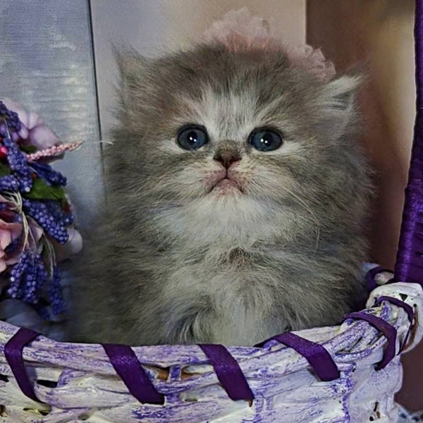 Ustina British Longhair female, blue tortie