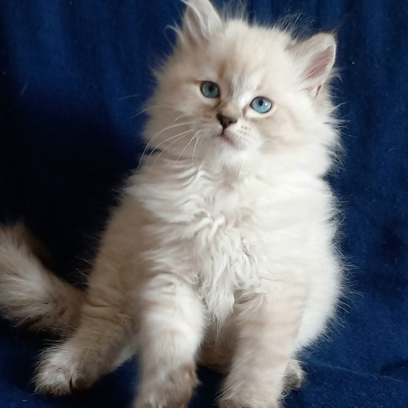 Milan Siberian male, blue tabby pointed
