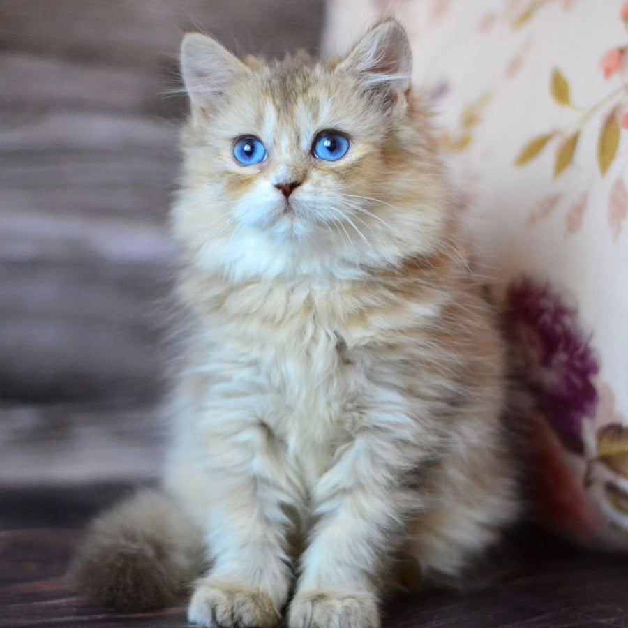 Hloya British Longhair female, chocolate golden ticked tabby bicolour
