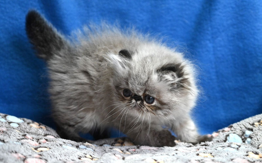 Jared Persian male black tabby pointed - live animals