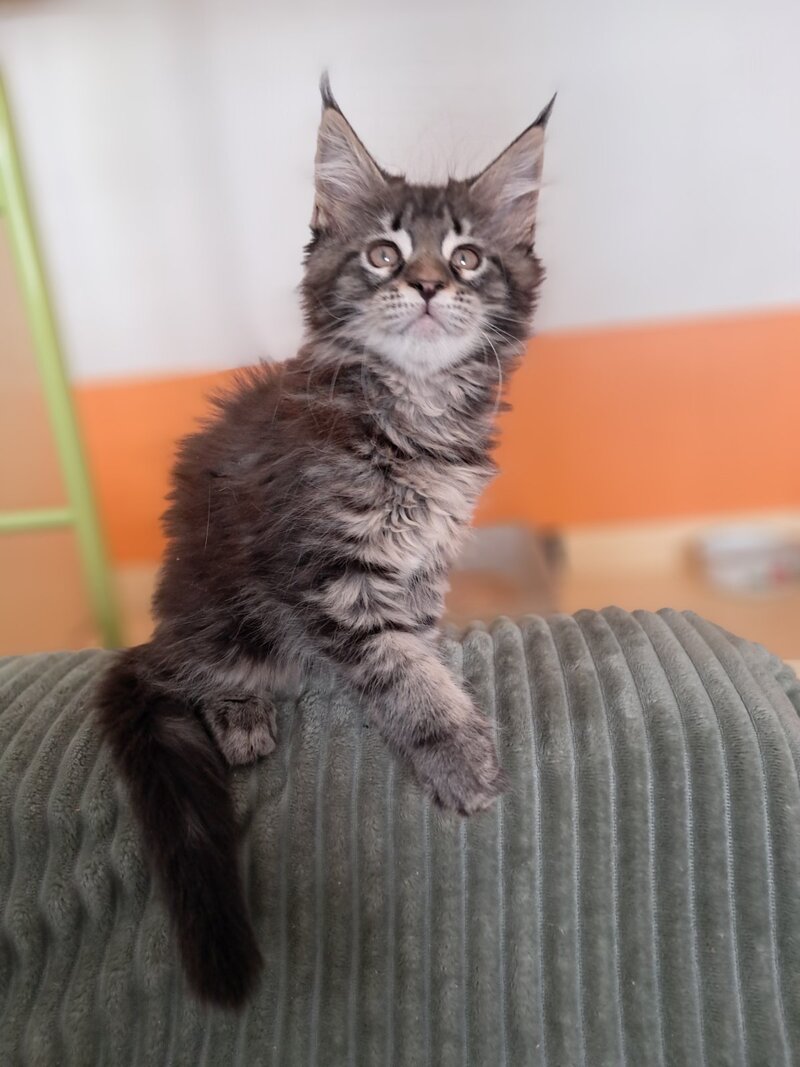 X-Adel Maine Coon female, black tabby