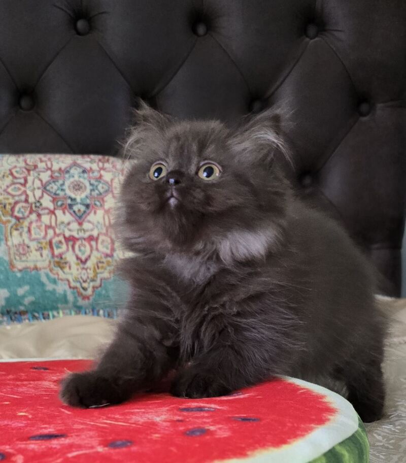 Bagira Scottish Straight female, chocolate