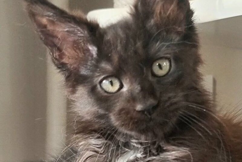 Debora Maine Coon female black with white - live animals