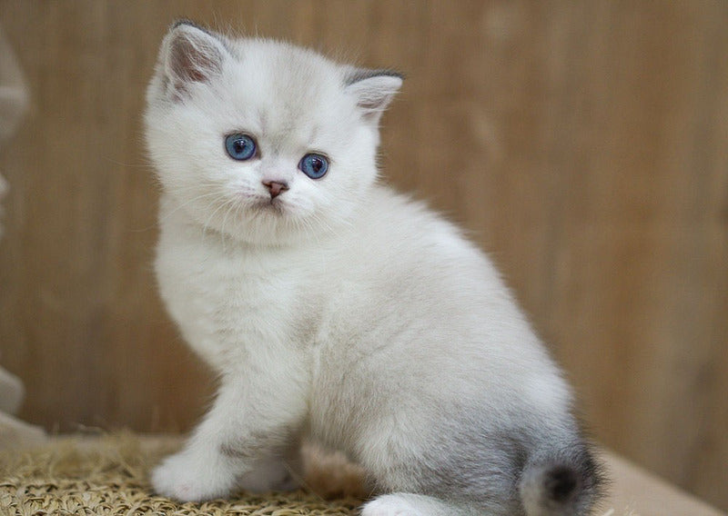 Rikki Scottish Straight male, black shaded pointed bicolour